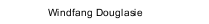 Windfang Douglasie