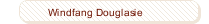 Windfang Douglasie